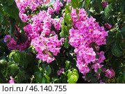 Bougainvillea is a genus of thorny ornamental vines, bushes, trees belonging to family Nyctaginaceae. They are native to Brazil, Bolivia, Paraguay, Peru, and Argentina. Numerous bright pink flowers. Стоковое фото, фотограф Юлия Петровская / Фотобанк Лори