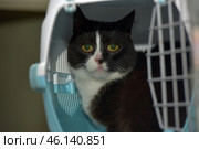 A black and white cat with big yellow eyes, sitting inside a carrier. His gaze seems wary, perhaps he is worried about the trip or just does not understand what is happening. The cat has a symmetrical coloring - black fur on his head and body, and a white muzzle, chest and part of his paws.The carrier is made in white and blue tones, its door is open, which can mean that the cat is preparing to go out or, on the contrary, does not want to go out. He sits deep inside, but looks directly at the camera, which creates a feeling of careful observation.The surroundings look sterile, perhaps this is a veterinary clinic or an animal shelter. The light background and soft lighting highlight his smooth and well-groomed fur. Стоковое фото, фотограф Анна Кривицкая / Фотобанк Лори