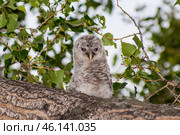 Южный Урал, птенец длиннохвостой неясыти (Strix uralensis) на ветке тополя. Southern Urals, a chick of a Ural owl (Strix uralensis) on a poplar branch. Стоковое фото, фотограф Евгений Романов / Фотобанк Лори
