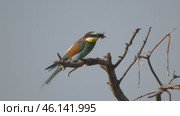 Щурка золотистая Merops apiaster с добычей на ветке дерева. Стоковое видео, видеограф Александр Мамонтов / Фотобанк Лори