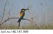 Щурка золотистая Merops apiaster с добычей на ветке дерева. Стоковое видео, видеограф Александр Мамонтов / Фотобанк Лори
