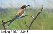 Щурка золотистая Merops apiaster на ветке дерева. Стоковое видео, видеограф Александр Мамонтов / Фотобанк Лори