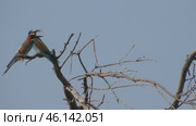 Щурка золотистая Merops apiaster на ветке дерева. Стоковое видео, видеограф Александр Мамонтов / Фотобанк Лори