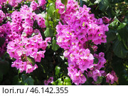 Bougainvillea is a genus of thorny ornamental vines, bushes, trees belonging to family Nyctaginaceae. They are native to Brazil, Bolivia, Paraguay, Peru, and Argentina. Numerous bright pink flowers. Стоковое фото, фотограф Юлия Петровская / Фотобанк Лори