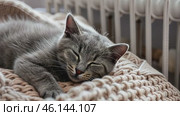 Fluffy young little cat relaxing on warm radiator with plaid against white wall. Gray kitten is sleeping in funny pose. Cold season. Banner for website. Pet cat warming up near heater. Heating. Стоковое AI-видео, аниматор Марина Демидюк / Фотобанк Лори