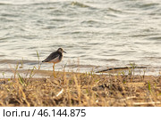 White-tailed Sandpiper Calidris temminckii - Kulik, the size of a Sparrow bird from the snipe family. Стоковое фото, фотограф Ольга Гордеева / Фотобанк Лори