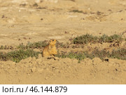 Speckled ground squirrel. Spermophilus suslicus. Wild animal in spring. Стоковое фото, фотограф Ольга Гордеева / Фотобанк Лори