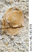 A close-up of a rock formation containing fossilized shells of ancient marine organisms. The central feature of the image is a large fossilized mollusk or coral with a spiral or rosette-like structure. Surrounding it are numerous smaller fossilized shells of various shapes, including spiral, rounded, and segmented structures.The rock is likely a fossilized limestone or conglomerate that formed millions of years ago on the bottom of an ancient sea. Such finds are common in areas where ancient oceans or lagoons once stood. Стоковое фото, фотограф Анна Кривицкая / Фотобанк Лори