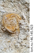 A close-up of a rock formation containing fossilized shells of ancient marine organisms. The central feature of the image is a large fossilized mollusk or coral with a spiral or rosette-like structure. Surrounding it are numerous smaller fossilized shells of various shapes, including spiral, rounded, and segmented structures.The rock is likely a fossilized limestone or conglomerate that formed millions of years ago on the bottom of an ancient sea. Such finds are common in areas where ancient oceans or lagoons once stood. Стоковое фото, фотограф Анна Кривицкая / Фотобанк Лори