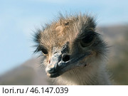 African ostrich (lat. - Struthio camelus) in the Yotvata Hai-Bar Nature Reserve. Стоковое фото, фотограф Irina Opachevsky / Фотобанк Лори