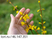 The plant blooms in spring. A branch of a decorative forsythia bush with bright yellow flowers in the palm of a woman against a background of green grass, close-up. Стоковое фото, фотограф Коханова Наталья / Фотобанк Лори
