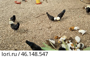 The grounds of a petting zoo, presumably the Taigan Lion Park. The frame shows a variety of animals, including decorative chickens with lush white crests (a breed similar to the Polish Crested), guinea pigs of various colors, and other small animals. They are in a gravel enclosure, next to plants. Bird feeders and shelters, as well as other small birds, are visible in the background, creating a farm-like atmosphere where animals can interact freely. Стоковое фото, фотограф Анна Кривицкая / Фотобанк Лори