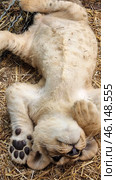 A lion cub lying on its back on a bed of straw. It looks relaxed, its paws are raised and its muzzle is turned towards the camera. The baby has light fur, black paw pads and expressive eyes. It is clear that it feels comfortable in its environment. Judging by the setting, this is a petting zoo or a special area for interacting with predators in the Taigan Lion Park. Стоковое фото, фотограф Анна Кривицкая / Фотобанк Лори