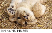 A lion cub lying on its back on a bed of straw. It looks relaxed, its paws are raised and its muzzle is turned towards the camera. The baby has light fur, black paw pads and expressive eyes. It is clear that it feels comfortable in its environment. Judging by the setting, this is a petting zoo or a special area for interacting with predators in the Taigan Lion Park. Стоковое фото, фотограф Анна Кривицкая / Фотобанк Лори