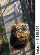 A powerful lion with a thick dark mane, located in the enclosure of the Taigan Safari Park. The photo is taken from above, which allows you to see his gaze directed at a piece of meat falling down. The lion looks focused and ready to catch the prey.The shadow from the bars creates a geometric pattern on the ground, adding dynamism to the scene. Grass and concrete are visible around, which is typical for the territories of predator enclosures. This is probably the moment of feeding, which is one of the popular attractions in the park. Стоковое фото, фотограф Анна Кривицкая / Фотобанк Лори