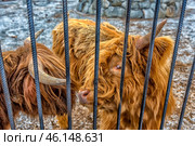 A Scottish Highland bull at Taigan Safari Park. This is a large animal with thick, long red hair that protects it from the cold. The bull is behind metal bars, indicating that it is kept in an enclosure. The horns are massive and curved, typical of this breed.The background includes gravel ground, which is typical for enclosures that provide easy care for the animals.Taigan Safari Park is the largest lion park in Europe, but in addition to the predators, you can also meet other animals here, including rare breeds of livestock, such as Scottish Highlands. Стоковое фото, фотограф Анна Кривицкая / Фотобанк Лори