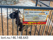 St. Jacob's sheep at the Taigan Zoo. The animal is standing behind a metal fence, with an information plate nearby that tells about the origin of this breed. The sheep has black and white wool and four horns, which makes it unique among other breeds.According to the plate, the St. Jacob's sheep is an ancient breed originating from South America and Africa. It almost disappeared in the 1960s, but was saved by enthusiasts. These animals are no different from their relatives in nutrition, but they like to eat vegetables and fruits.The photo conveys the atmosphere of a safari park, where you can see exotic animals, learn interesting facts about them and feel one with nature. (2023 год). Редакционное фото, фотограф Анна Кривицкая / Фотобанк Лори