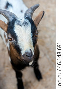 A horned goat, presumably from the petting zoo of the Taigan Lion Park. The animal has a spotted coat - black, white and brown spots adorn its fur. On its head are massive, slightly curved horns with a rough surface. The goat looks intently at the camera, creating a sense of curiosity and friendliness.The background is slightly blurred, but it is clear that the animal is on a hard surface, perhaps an enclosure or a paddock with a compacted surface. Judging by its facial expression and the position of its ears, it may be interested in visitors, perhaps expecting a treat. Стоковое фото, фотограф Анна Кривицкая / Фотобанк Лори