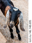 A goat with long, drooping ears, which probably belongs to the Nubian breed. Its characteristic features are its black-brown coat, a white spot on its forehead, and expressive eyes. The goat looks curious and friendly, slightly tilting its head towards the camera.The background is blurred, but it can be assumed that the animal is in the petting zoo of the Taigan Lion Park. The surface under the animal's feet is hard and probably compacted soil or concrete, which is typical for farm corners in zoos. Стоковое фото, фотограф Анна Кривицкая / Фотобанк Лори