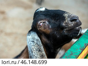 A goat with long, floppy ears standing near the fence of a pen. Judging by its appearance, it may be a representative of the Nubian breed, distinguished by a characteristic profile of the muzzle and large ears. The goat looks to the side, giving the impression of interest or expectation of food from visitors.The background is blurred, but it is clear that the animal is in a pen surrounded by a green metal fence. The atmosphere of the photo is reminiscent of a petting zoo or a farm corner at the Taigan Lion Park, where visitors can interact with domestic animals. Стоковое фото, фотограф Анна Кривицкая / Фотобанк Лори