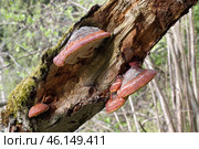 Гриб трутовик окаймлённый (лат. Fomitopsis pinicola) на стволе дерева, покрытого мхом. Стоковое фото, фотограф Елена Коромыслова / Фотобанк Лори