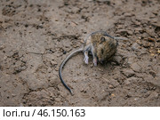 Rodent of genus field mice. Little wood harvest mouse sleeps on ground wildlife. Стоковое фото, фотограф Екатерина Якименко / Фотобанк Лори