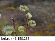Ива росистая (Salix rorida) Стоковое фото, фотограф Мария Петрова / Фотобанк Лори