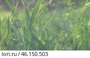 Juicy bright green grass in sunlight. Close up. Lawn background. Texture of new grass growing in field. Meadow on warm sunset or sunrise time. Tranquil nature scene. Golden hour. Greenery, dew drops. Стоковое видео, видеограф Марина Демидюк / Фотобанк Лори