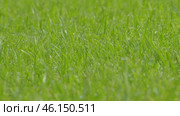 Juicy bright green grass and dew drops. Close up. Perfect Lawn background. Texture of new grass growing in field. Meadow on warm sunset or sunrise time. Tranquil nature scene. Golden hour. Greenery. Стоковое видео, видеограф Марина Демидюк / Фотобанк Лори