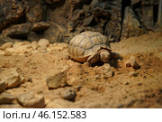 Geochelone sulcata land desert turtle. Стоковое фото, фотограф  Сергей Фомин / Фотобанк Лори