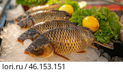 Common carp fish on ice, lettuce and lemon slices. Group of raw fish served on the ice cubes, fish at the market. Sale of sea fish. Advertising banner layout for seafood store. Crucian carp, goldfish. Стоковое AI-изображение, AI-художник Марина Демидюк / Фотобанк Лори