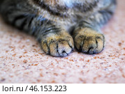 A detailed close up view of a cats fluffy paws resting on a soft carpet. Стоковое фото, фотограф Аксенова Вера / Фотобанк Лори