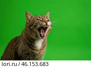 Tabby cat on green screen isolated with chromakey, real shot. Close-up portrait of angry cat hissing and raising up two paws on the green screen. Feline with open mouth, muzzle close up. Says meow. Стоковое AI-изображение, AI-художник Марина Демидюк / Фотобанк Лори