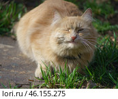 Кот доволен. Стоковое фото, фотограф YuryKara / Фотобанк Лори