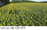The shots where the sun's rays play on the petals of sunflowers, creating an atmosphere of magic and harmony, were captured by a quadcopter deftly maneuvering between rows of flowers. Стоковое видео, видеограф Скрипачев Антон / Фотобанк Лори