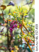 Vertical image of 'Gold Heart' bleeding heart. Lamprocapnos formerly Dicentra spectabilis. Стоковое фото, фотограф Ольга Сейфутдинова / Фотобанк Лори
