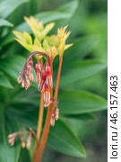 Vertical image of 'Gold Heart' bleeding heart. Lamprocapnos formerly Dicentra spectabilis. Стоковое фото, фотограф Ольга Сейфутдинова / Фотобанк Лори
