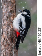Большой пёстрый дятел (лат. Dendrocopos major) Стоковое фото, фотограф Бородкин Андрей / Фотобанк Лори