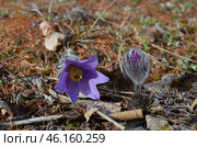 Прострел раскрытый (Pulsatilla patens L.), "Сон-трава" Стоковое фото, фотограф Мария Петрова / Фотобанк Лори