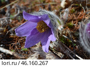 Прострел раскрытый (Pulsatilla patens L.), "Сон-трава" Стоковое фото, фотограф Мария Петрова / Фотобанк Лори