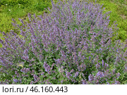 Nepeta Racemosa or catnip - flowering plant used in landscape design. Стоковое фото, фотограф Володина Ольга / Фотобанк Лори