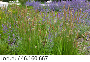 Nepeta Racemosa or catnip and Plantago lanceolata - flowering plants used in landscape design. Стоковое фото, фотограф Володина Ольга / Фотобанк Лори