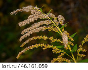 Wildflowers of the Solidago Canadensis shrub in autumn. Стоковое фото, фотограф Сергей Фролов / Фотобанк Лори
