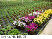 Potted Dimorphotheca in greenhouse. Стоковое фото, фотограф Яков Филимонов / Фотобанк Лори