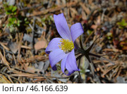 Прострел раскрытый (Pulsatilla patens L.), "Сон-трава" Стоковое фото, фотограф Мария Петрова / Фотобанк Лори