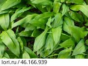 Wild garlic (Allium ursinum) green leaves in the beech forest. The plant is also known as ramsons, buckrams, broad-leaved garlic, wood garlic, bear leek or bear's garlic. Top view background. Стоковое фото, фотограф Ирина Михайличенко / Фотобанк Лори