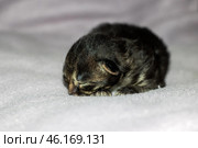 A small Felidae cat with whiskers is resting on a white blanket. Стоковое фото, фотограф Аксенова Вера / Фотобанк Лори