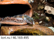 Ящерица леопардовый геккон пятнистый эублефар Eublepharis macularius выползает из сухого тёплого керамического укрытия на термокамень. Стоковое фото, фотограф Алиса Сокол / Фотобанк Лори