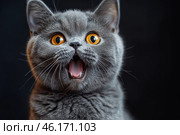 A surprised gray cat with large amber eyes, a wide-open mouth and an expressive face. Its fluffy fur looks soft and well-groomed, and the background is dark, which emphasizes the contrast and detail of the animal. The cat's facial expression creates a sense of surprise, delight or unexpectedness, making the frame funny and emotional. The lighting emphasizes the texture of the fur and the depth of the gaze, creating the effect of a studio portrait. Стоковое AI-изображение, AI-художник Анна Кривицкая / Фотобанк Лори