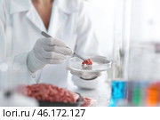 Scientist examining forcemeat in laboratory. Стоковое фото, фотограф Pixel_shot / Фотобанк Лори